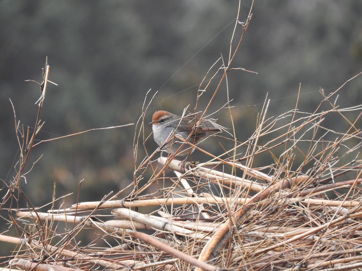 Gray-sided Bush Warbler - ML64156071