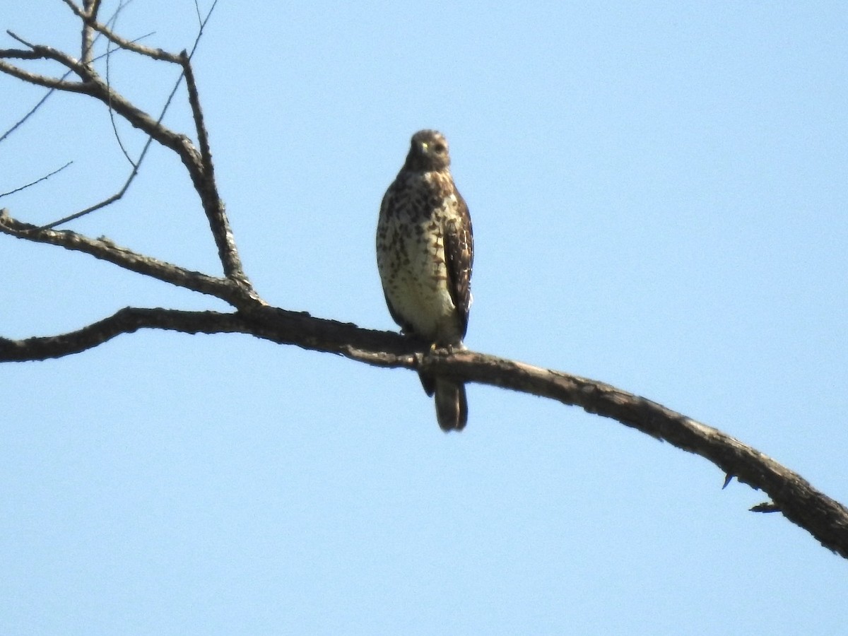 Red-shouldered Hawk - ML641560731