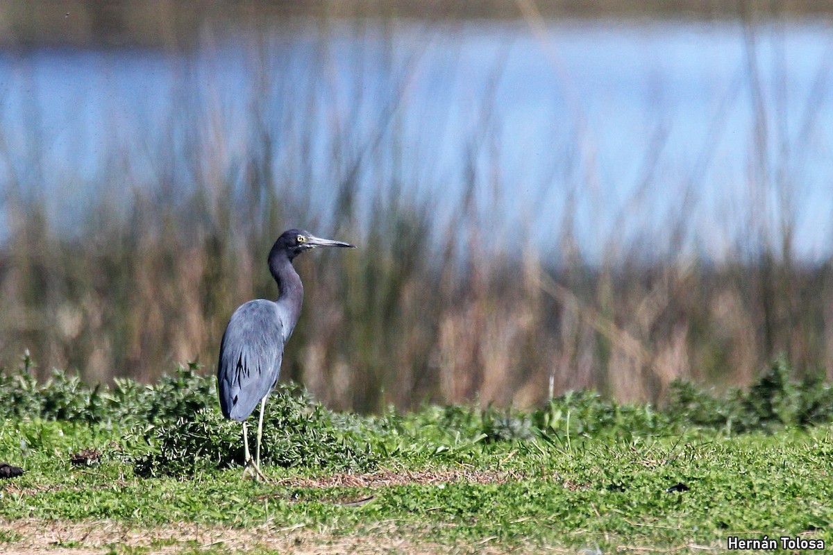 Little Blue Heron - ML641560748