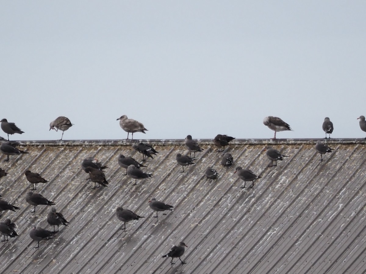 Heermann's Gull - ML641560754