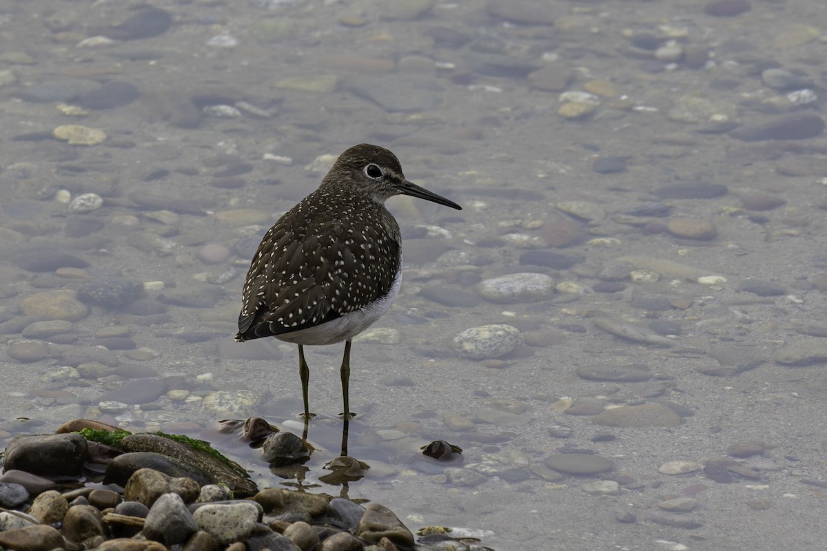 Solitary Sandpiper - ML641560758