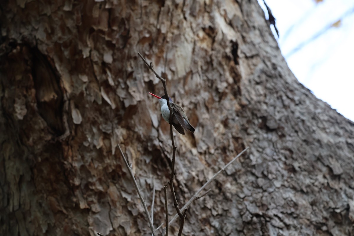 Violet-crowned Hummingbird - ML641560763