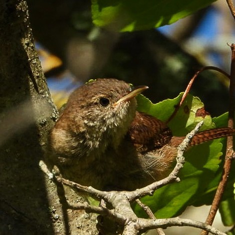 Northern House Wren - ML641560798