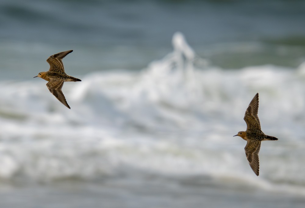 Buff-breasted Sandpiper - ML641560814