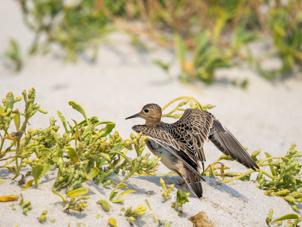 Buff-breasted Sandpiper - ML641560816