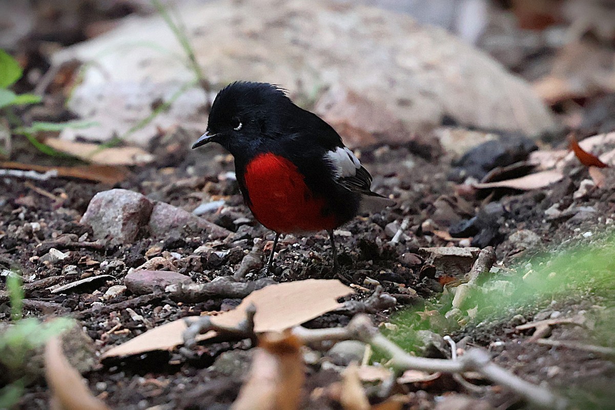 Painted Redstart - ML641560838