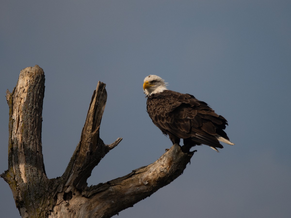 Bald Eagle - ML641560876