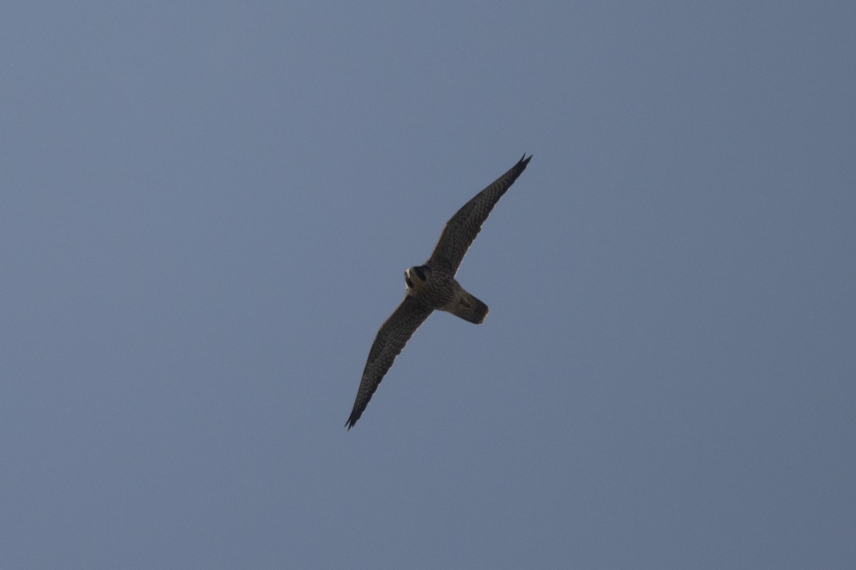 Peregrine Falcon - ML641560880