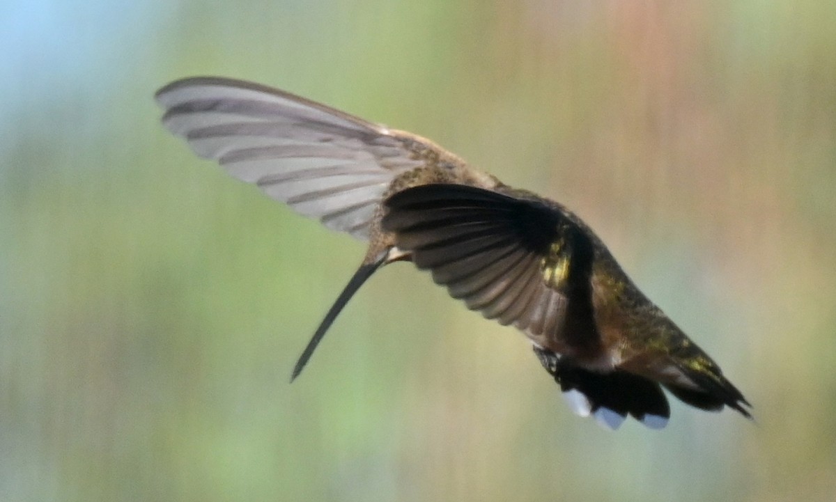 Rivoli's Hummingbird - ML641560882