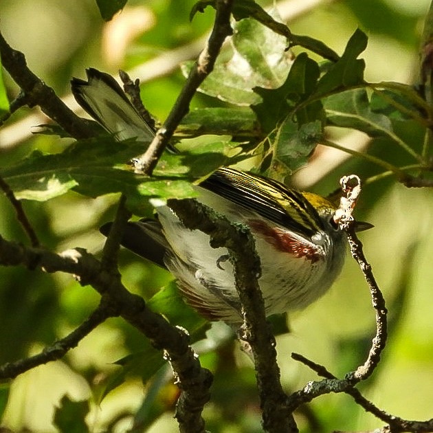 Chestnut-sided Warbler - ML641560941
