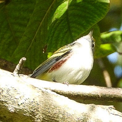 Chestnut-sided Warbler - ML641560943