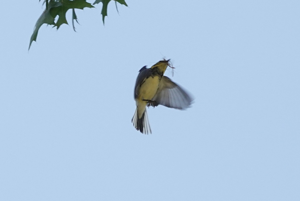 Black-throated Green Warbler - ML641560971