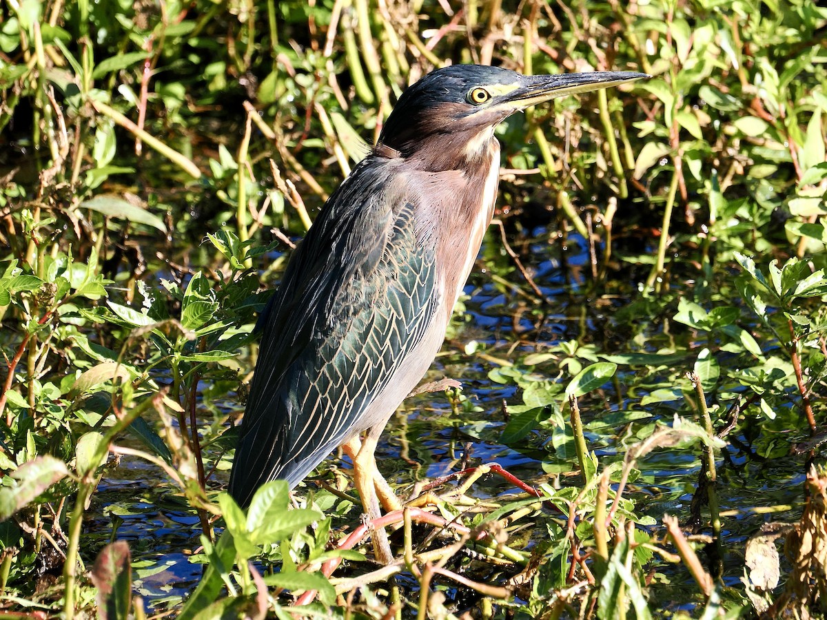 Green Heron - ML641560978