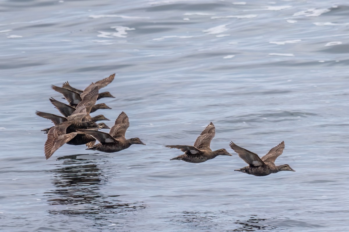 Common Eider - ML641561017