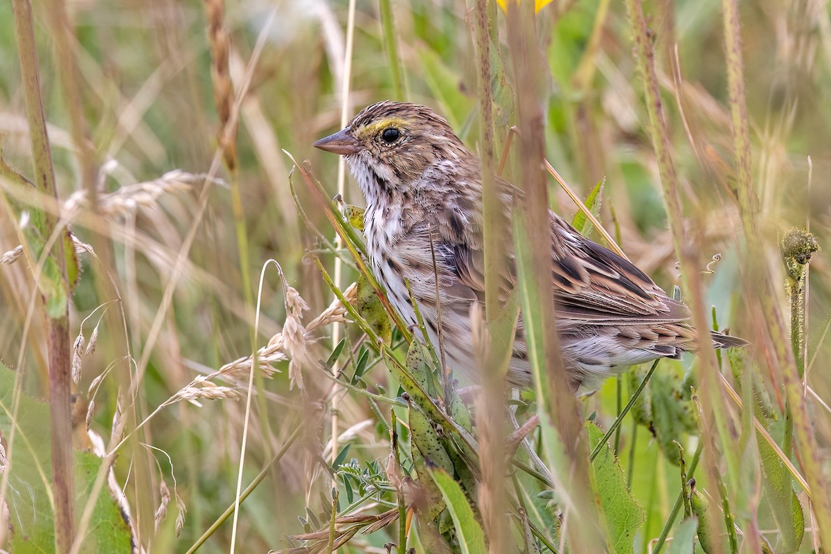Savannah Sparrow - ML641561023