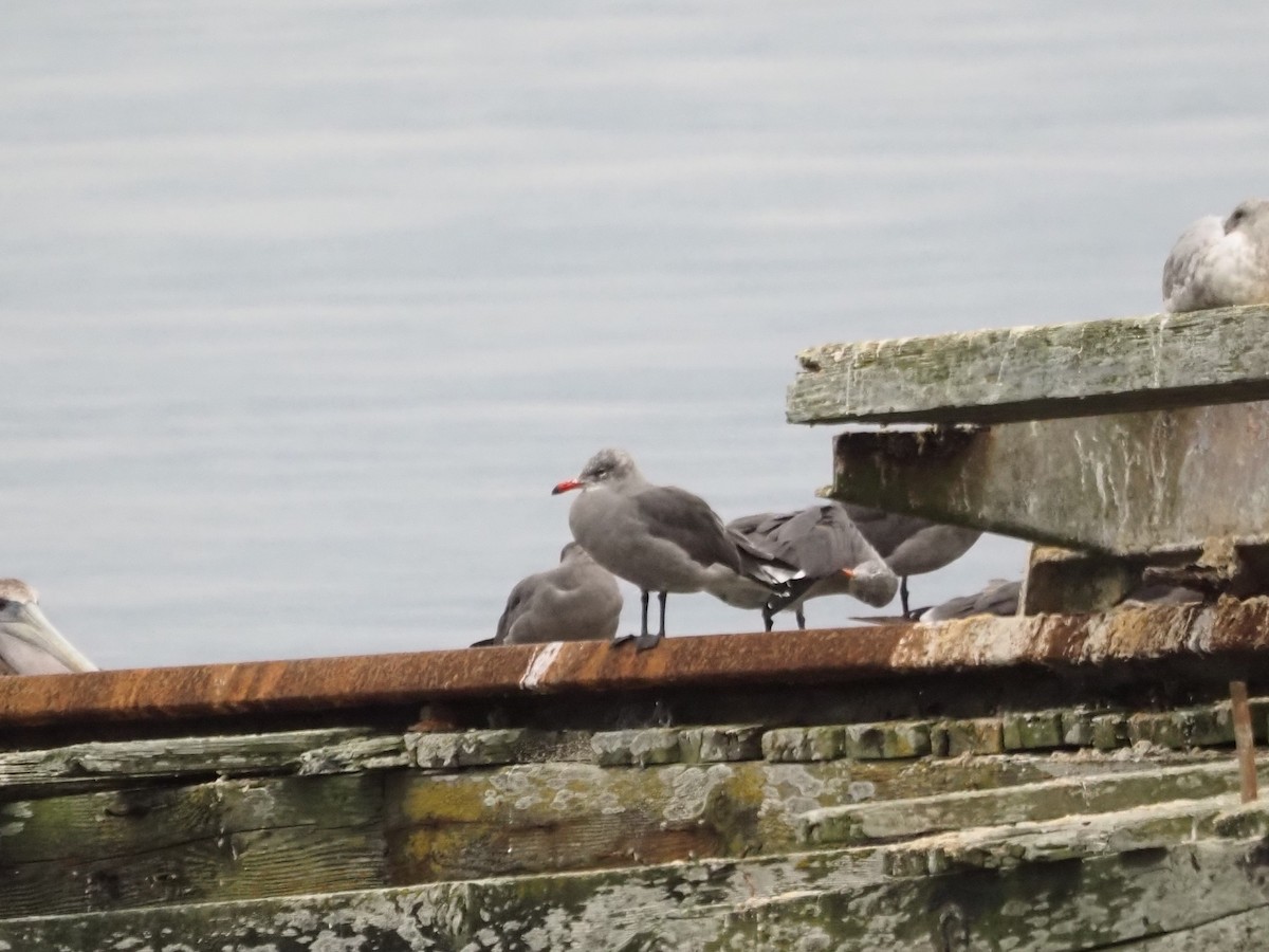 Heermann's Gull - ML641561024