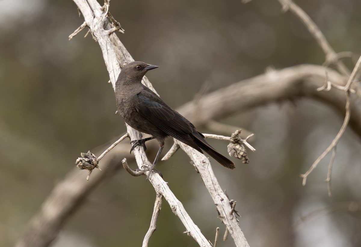 Brewer's Blackbird - ML641561092