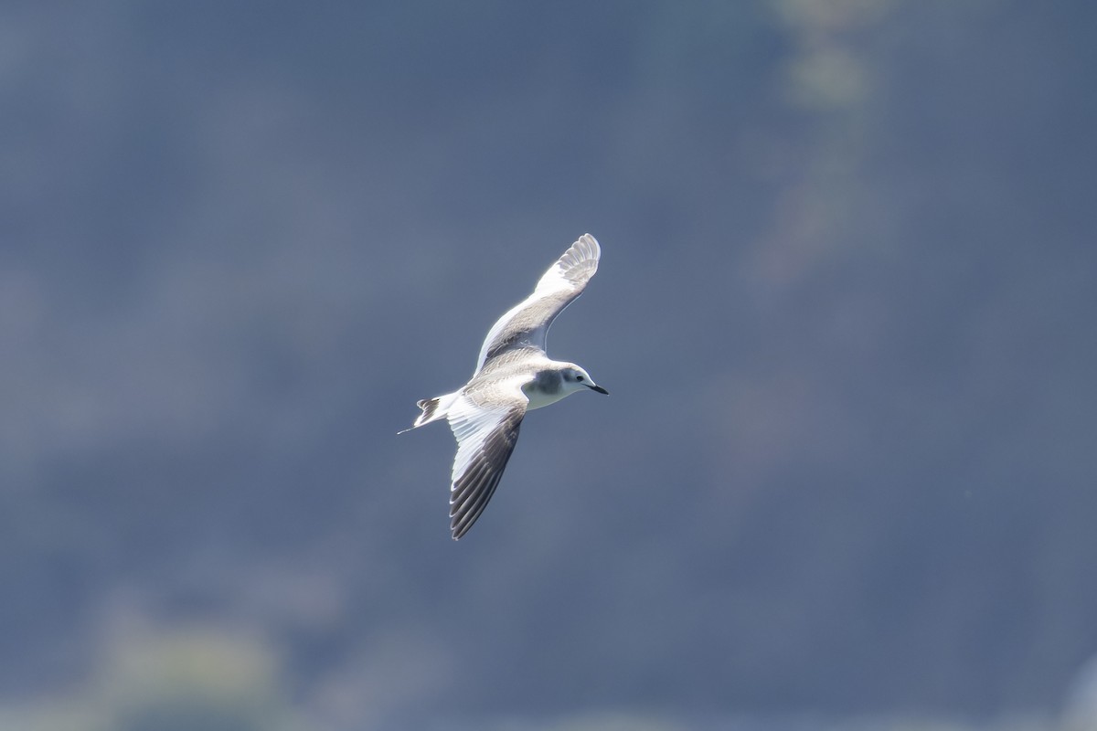 Gaviota de Sabine - ML641561110