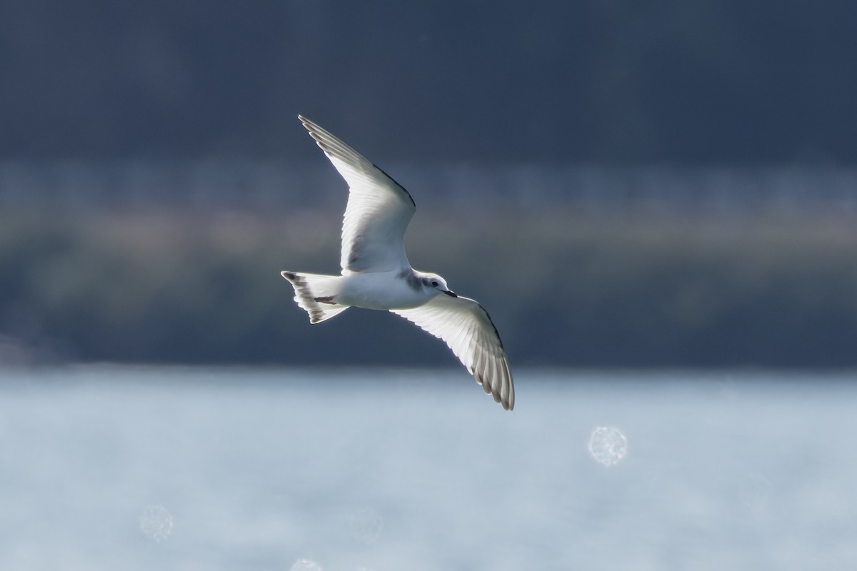 Gaviota de Sabine - ML641561111