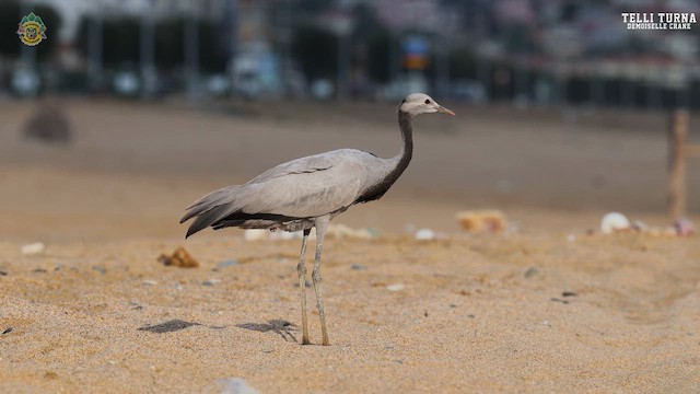Demoiselle Crane - ML641561113
