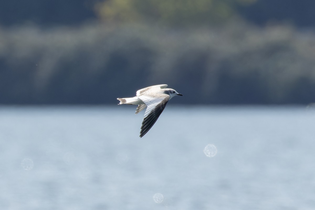Gaviota de Sabine - ML641561114