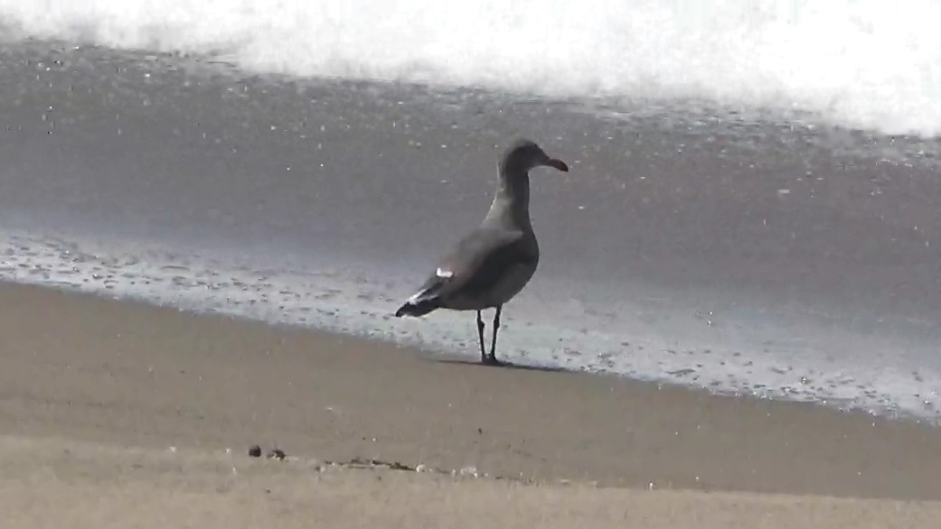 Heermann's Gull - ML641561123