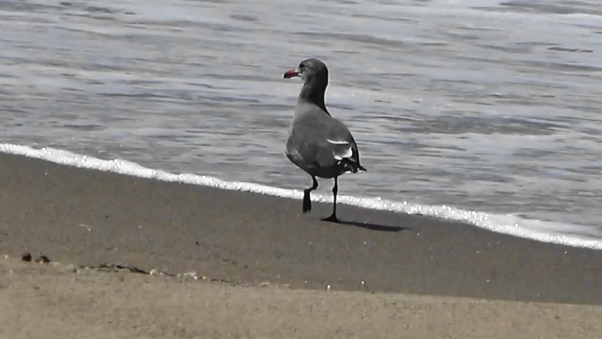 Heermann's Gull - ML641561124