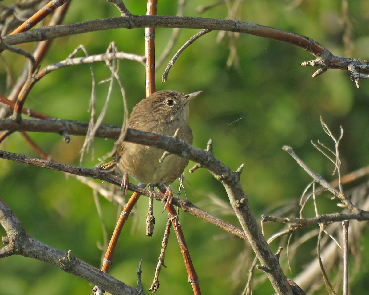 Northern House Wren - ML641561129