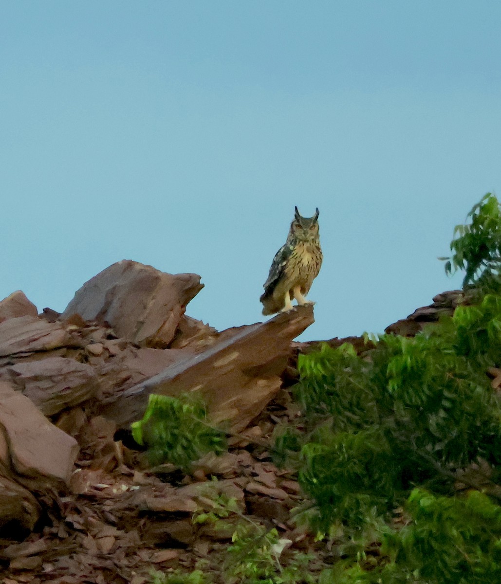 Rock Eagle-Owl - ML641561130