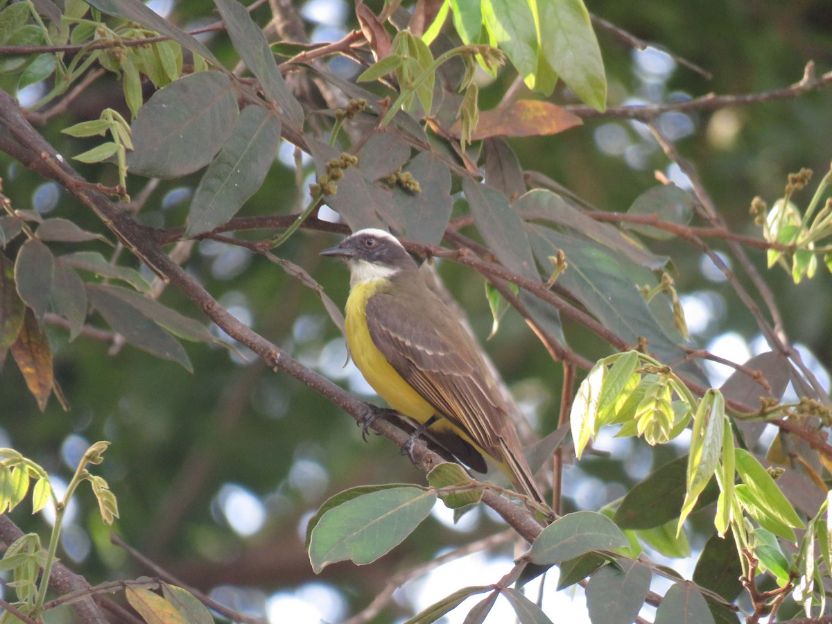Social Flycatcher - ML641561132