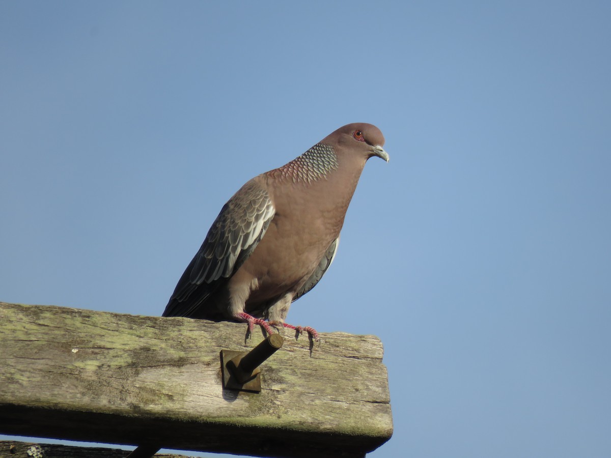 Picazuro Pigeon - ML641561138
