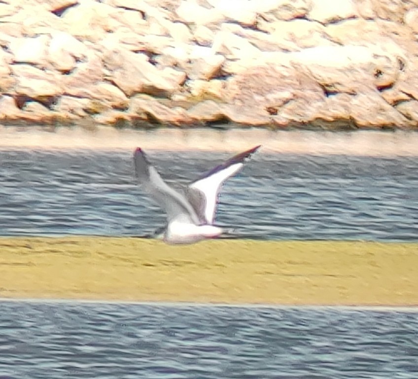 Sabine's Gull - ML641561143