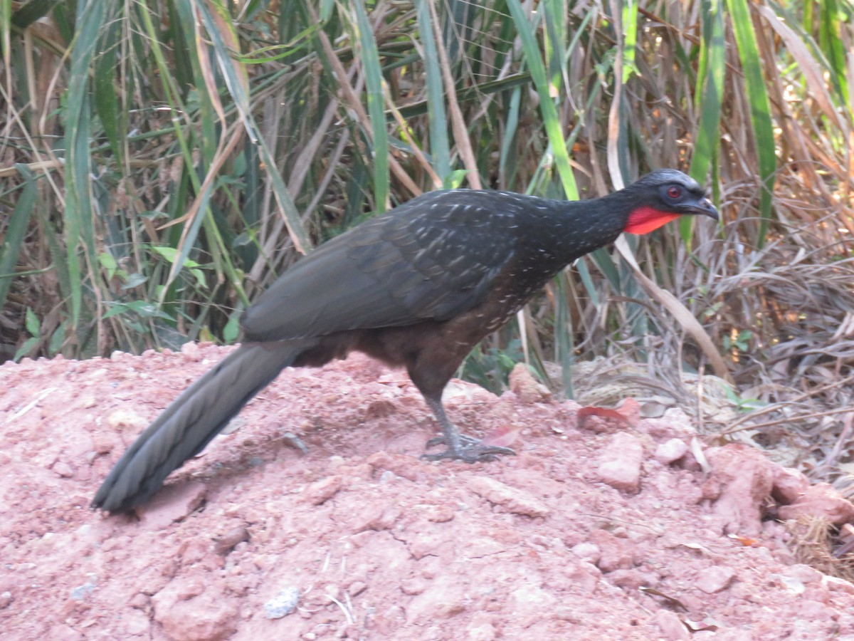 Dusky-legged Guan - ML641561145