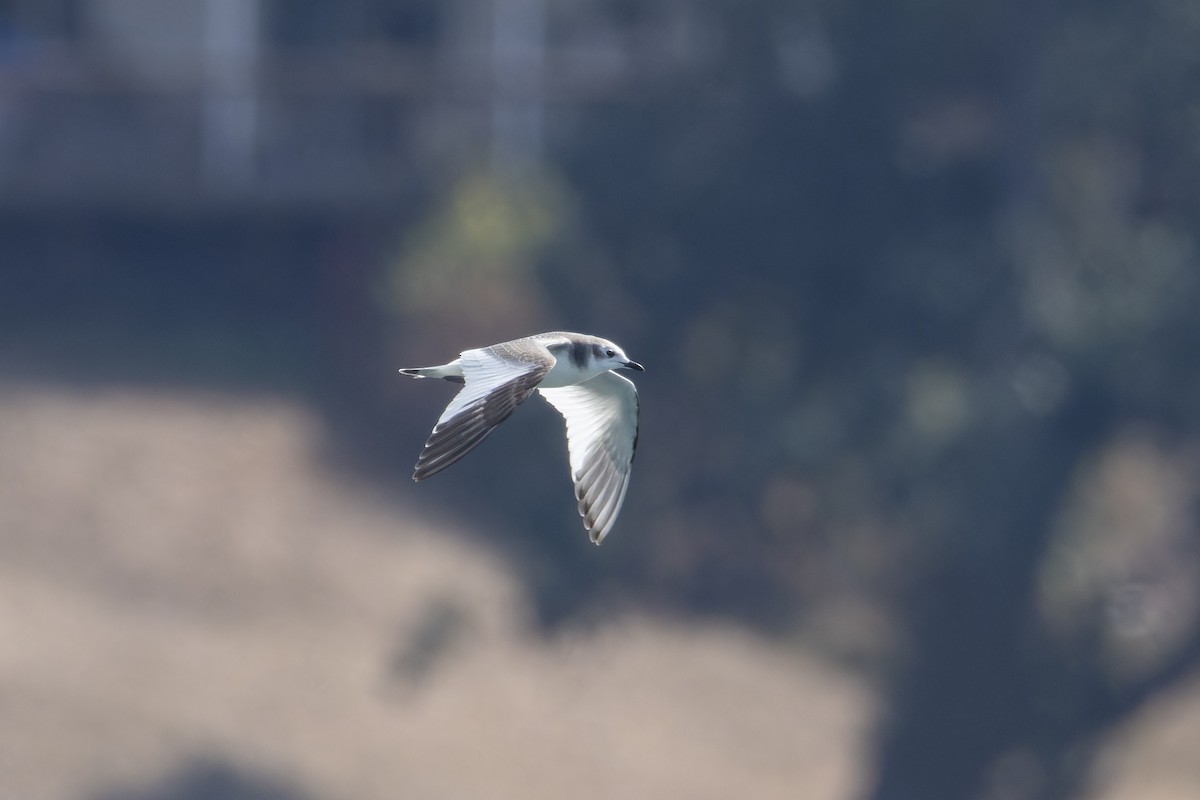 Gaviota de Sabine - ML641561178