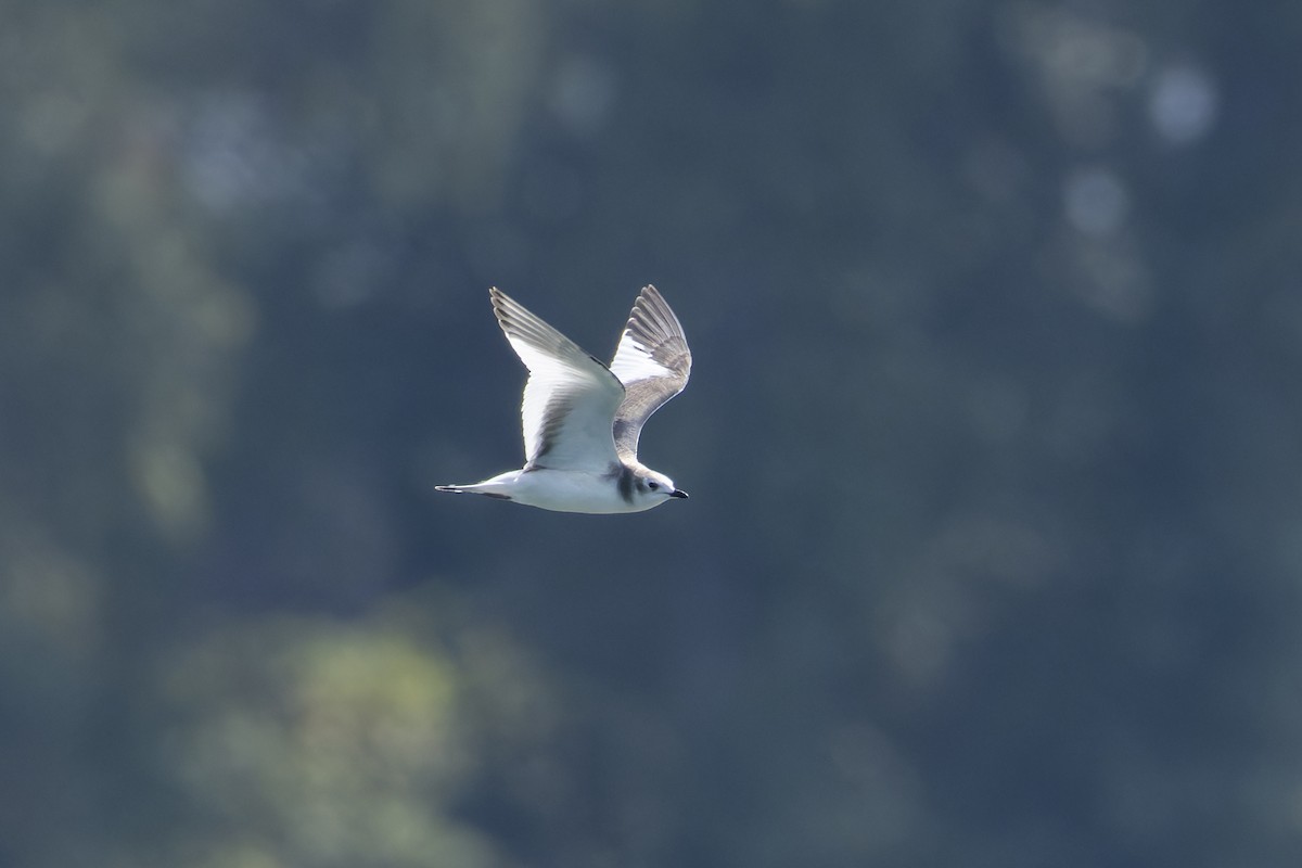 Gaviota de Sabine - ML641561182