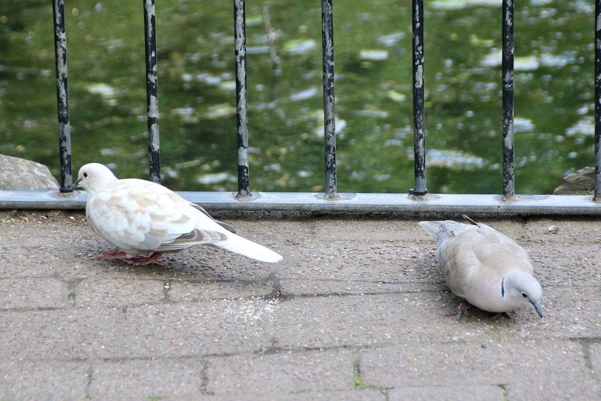 Eurasian Collared-Dove - ML641561183