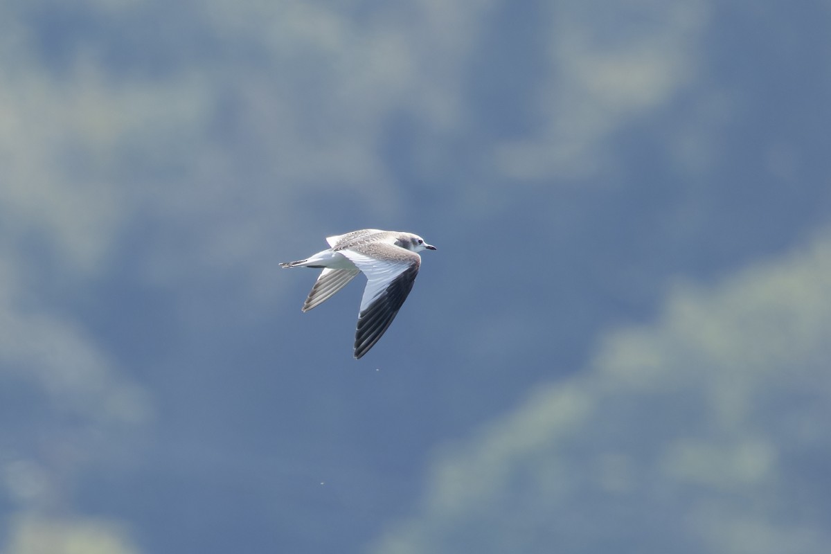 Gaviota de Sabine - ML641561184