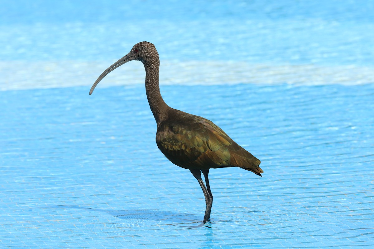 ibis americký - ML64156121