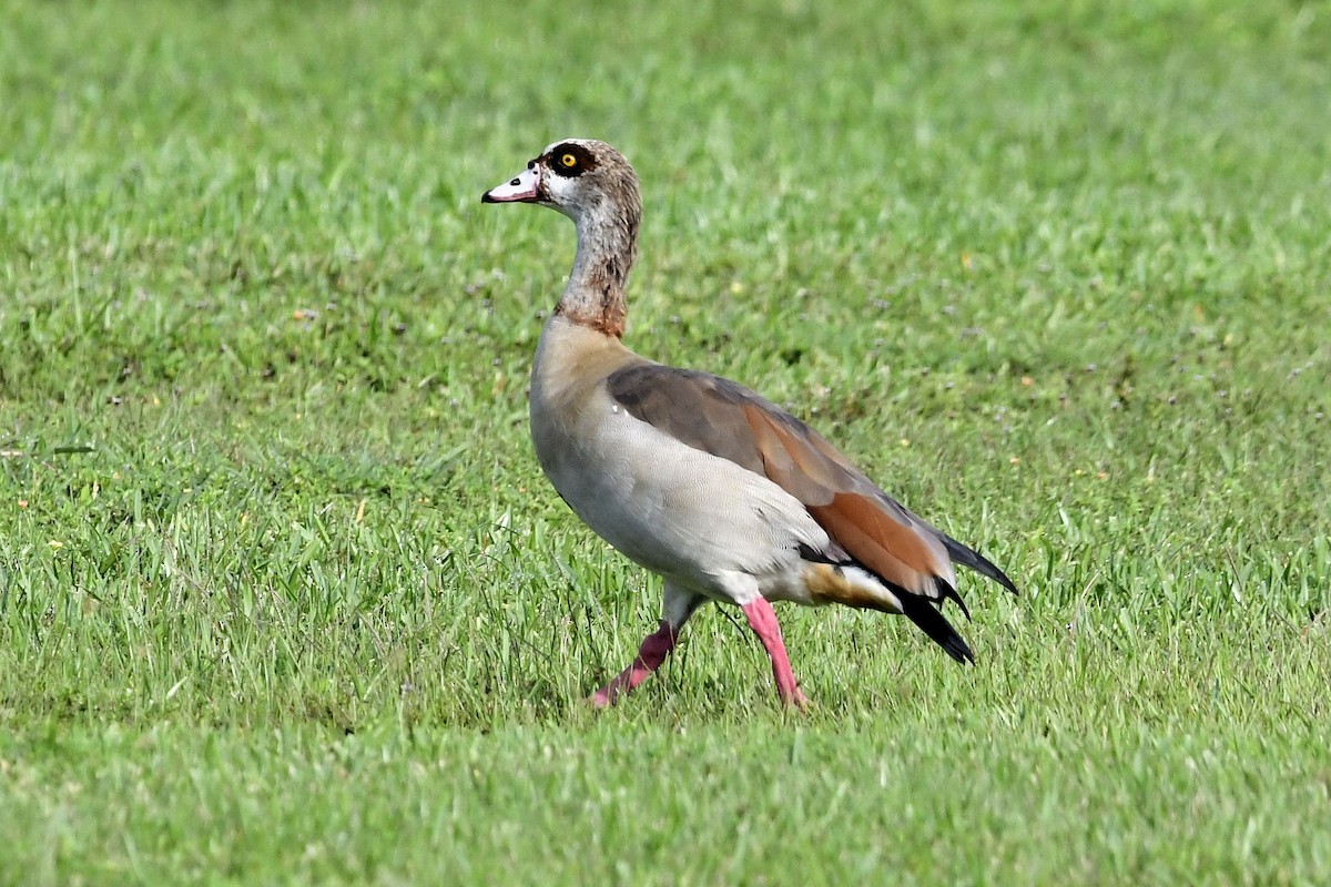 Egyptian Goose - ML641561257
