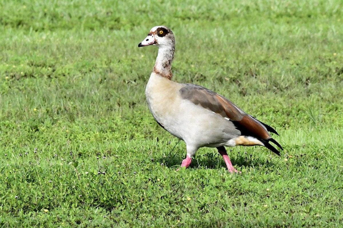 Egyptian Goose - ML641561258
