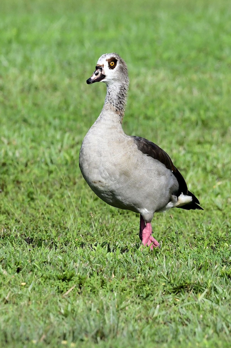 Egyptian Goose - ML641561268