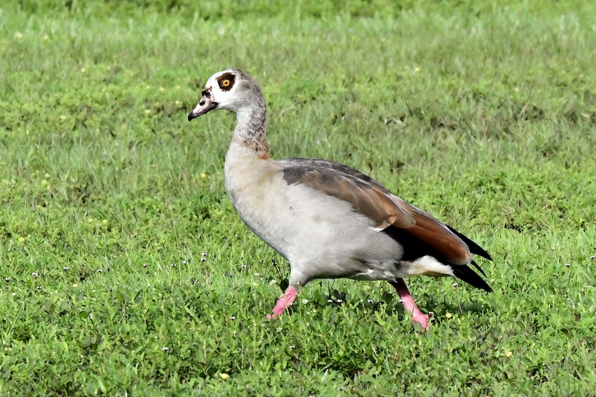 Egyptian Goose - ML641561269