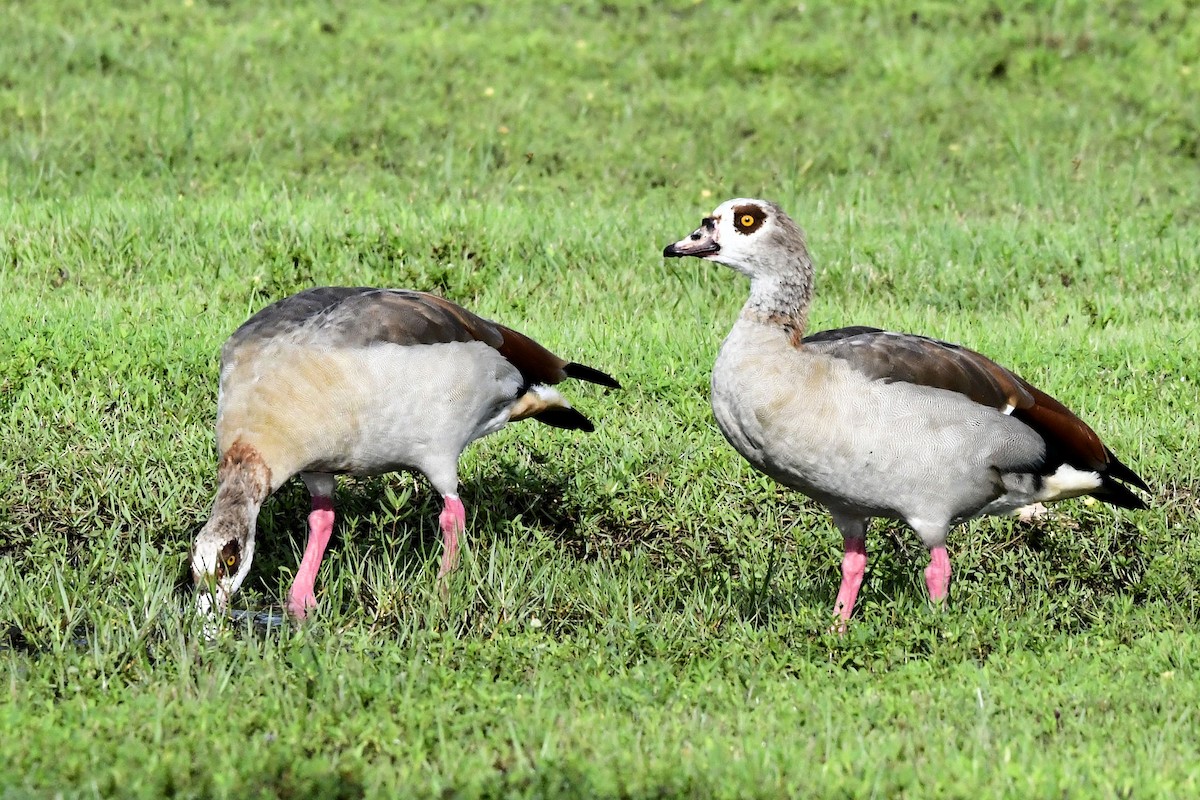 Egyptian Goose - ML641561270
