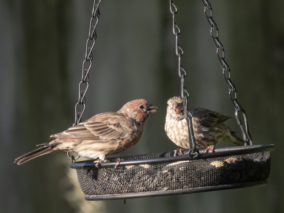 House Finch - ML641561283