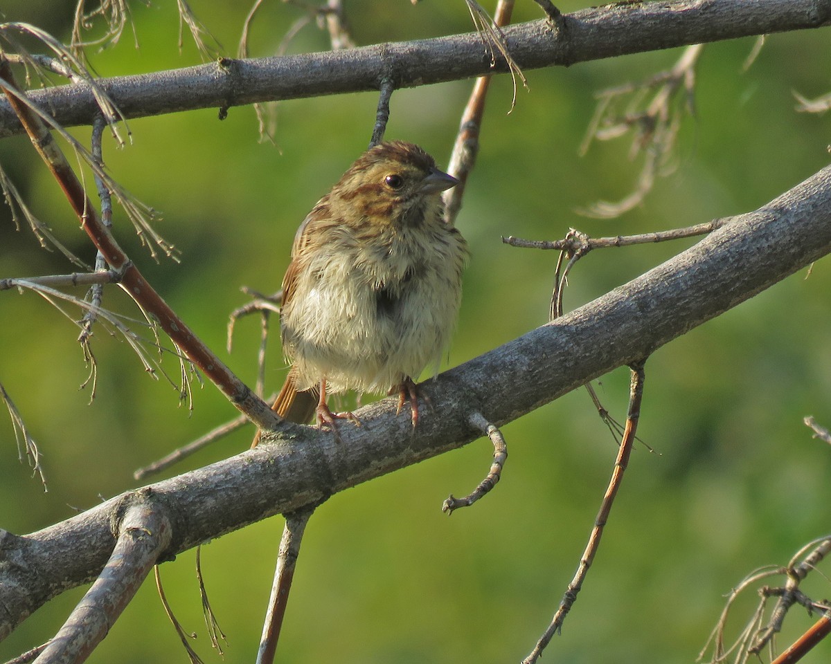 Song Sparrow - ML641561285