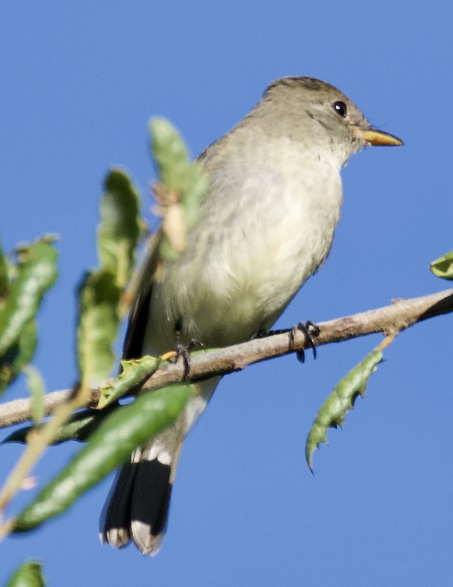 Willow Flycatcher - ML641561286
