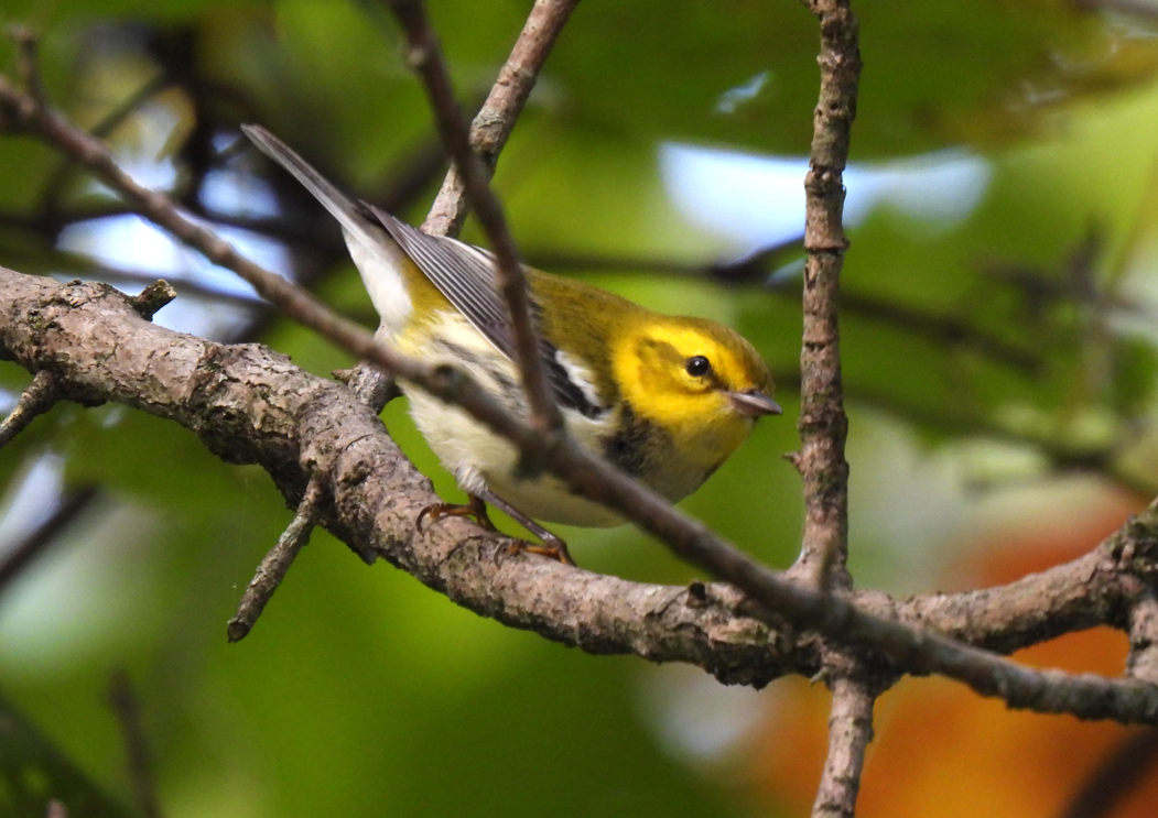 Black-throated Green Warbler - ML641561287