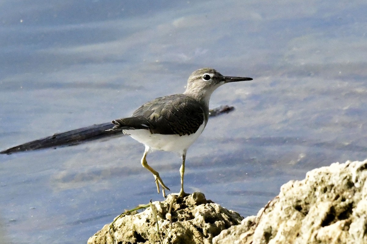 Spotted Sandpiper - ML641561291