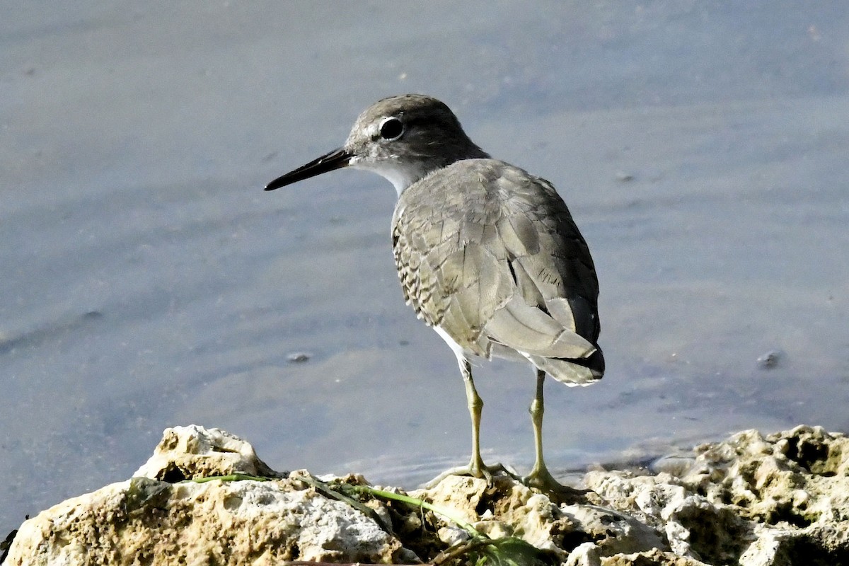 Spotted Sandpiper - ML641561292