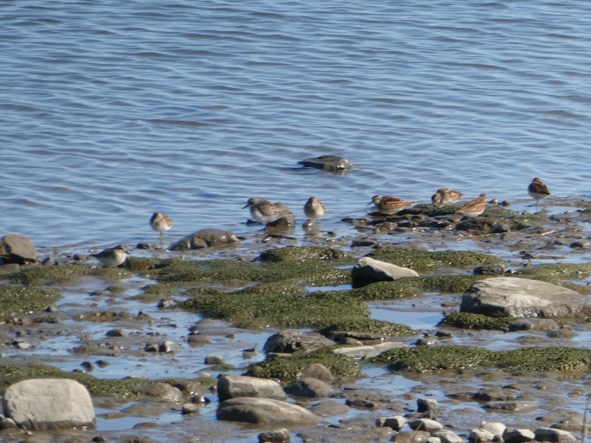 Semipalmated Sandpiper - ML641561294